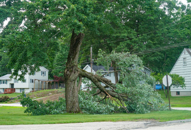 Best Commercial Tree Services  in North Bonneville, WA